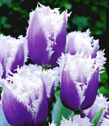 Tulpe ´Blue Cummins´ (8 Zwiebeln)