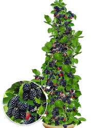 Säulen-Brombeere Navaho® ´Big&Early´ (1 Pflanze)