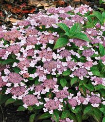Zwerg-Hortensie ´Lace Delight´ (1 Pflanze)
