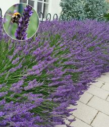 Lavendel ´Phenomenal®´ (3 Pflanzen)