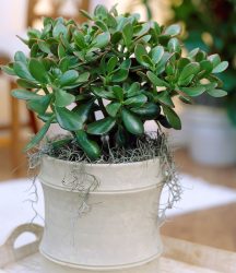 Geldbaum Crassula (1 Pflanze)