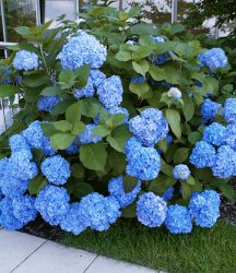 Bauern-Hortensie ´Générale Vicomtesse de Vibraye®´ (1 Pflanze)