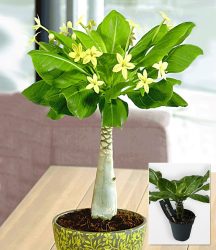 Hawaii-Palme (1 Pflanze)