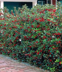 Ilex-Hecke ´Heckenfee®´ (5 Pflanzen)