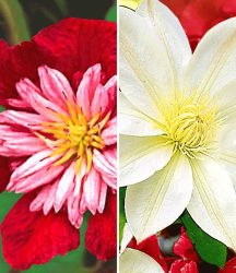 Clematis-Sortiment rot und weiß zum Vorteislpreis (2 Pflanzen)
