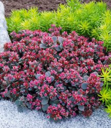 Sedum Sun Sparkler® ´Sedoro Blue Elf´ (2 Pflanzen)