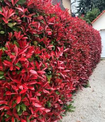 Photinia-Hecke ´Red Robin´ (1 Pflanze)