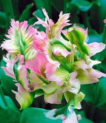 Papageien-Tulpe ´Green Wave´ (5 Zwiebeln)