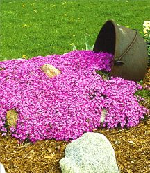 Teppichphlox ´Emerald Pink´ (3 Pflanzen)