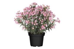 Oleander(Nerium oleander), Topfgrösse  Ø21cm