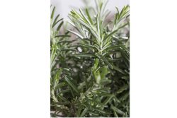 Mattenförmiger Garten-Rosmarin (Rosmarinus officinalis 'Prostratus')