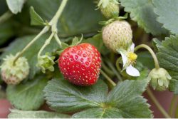 Erdbeere 'Mieze Schindler' (Fragaria x ananassa 'Mieze Schindler'), Topfgrösse Ø 9cm